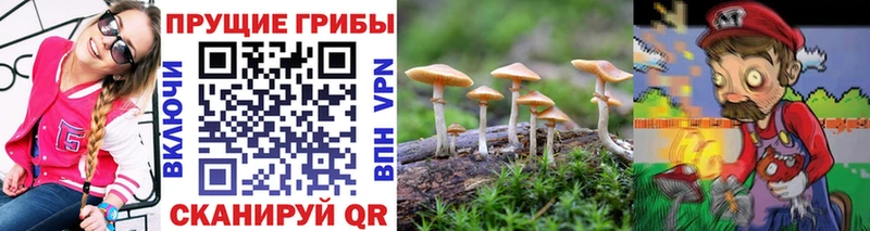 Псилоцибиновые грибы Psilocybine cubensis Тейково